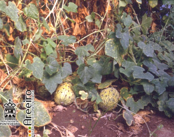 Kiwano (Cucumis metuliferus) - fruto en la Planta.jpg